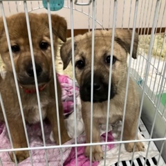 保護犬譲渡会🐶