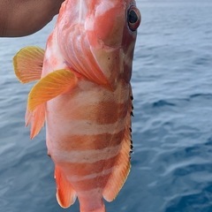 船釣り　6月7日　宜野湾から