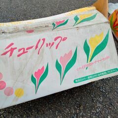 チューリップ　水栽培セット　専用プランターの画像