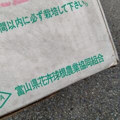 チューリップ　水栽培セット　専用プランターの画像