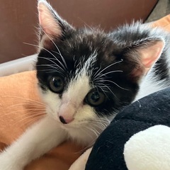 生後約3ヶ月のハチワレちゃん