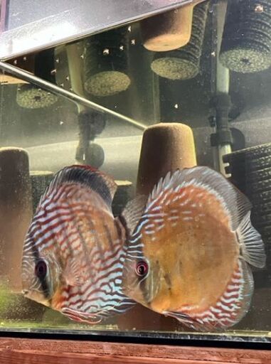 【ワイルドディスカス 2匹セット】ヤムンダ産＆ロンベタス産｜約14～16cm