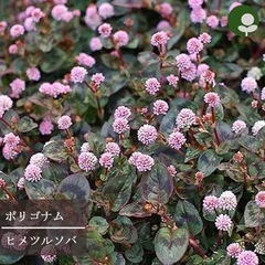 ヒメツルソバの双葉