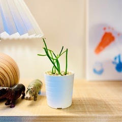 値下！ミニ観葉植物/テーブルサイズでオススメ！お世話も簡単！人気...