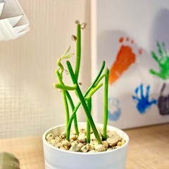 値下！ミニ観葉植物/テーブルサイズでオススメ！お世話も簡単！人気の多肉植物ミルクブッシュの画像