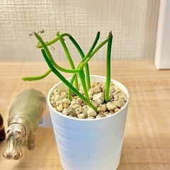 値下！ミニ観葉植物/テーブルサイズでオススメ！お世話も簡単！人気の多肉植物ミルクブッシュの画像