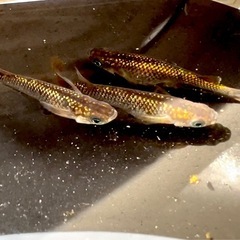 メダカ 現物 オス2 メス1 金魂メダカ
