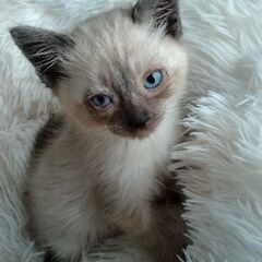 子猫のシャム猫です