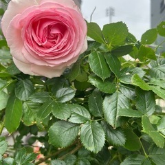 バラの枝