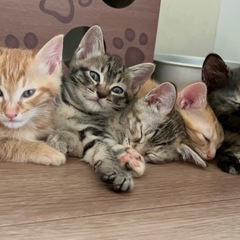 トライアル中マルル🐱オス - 里親募集