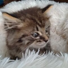 フワフワのキジの子猫です