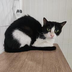 ハチワレ　母猫　2才