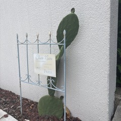 ウチワサボテンの画像