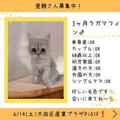 里親募集中！3ヶ月ラガマフィン♂①