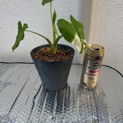 斑入りクワズイモ
