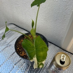 斑入りクワズイモの画像