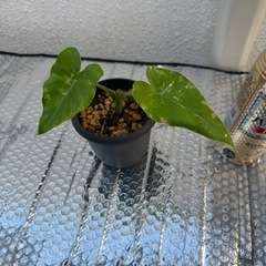 斑入りクワズイモ