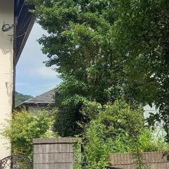 少しだけの剪定