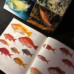 海水魚図鑑 アクアマリン 珊瑚礁　の画像