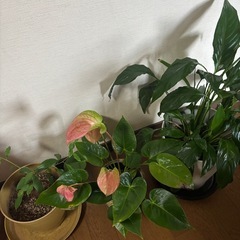【お譲り先決定済み】植物の画像