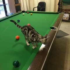 ビリヤード教えます