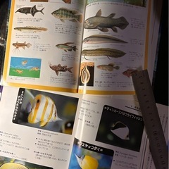 海水魚図鑑 アクアマリン 珊瑚礁　  の画像