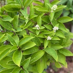 ダルマノリウツギ 紫陽花 園芸花植物ガーデニング