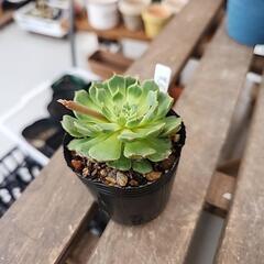 多肉植物美尻王妃晃