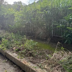 ヤギや家畜の餌
