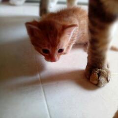 （お話中になります）茶トラさん　恐らく珍しい女の子　飼い主不在確認済 - 猫
