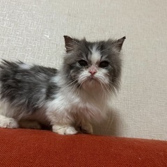 ミヌエット