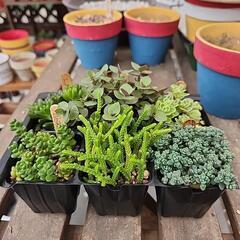 多肉植物　６種類セット6月
