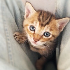 生後1ヶ月のキジ猫ちゃん(トライアル予定有) - 大分市