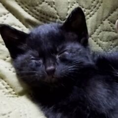 生後1ヶ月半黒猫ちゃん『オス♂』