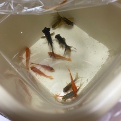 金魚