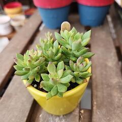 多肉植物　リトルビューテ－