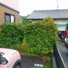 草取り、草刈り、伐採やってます✮