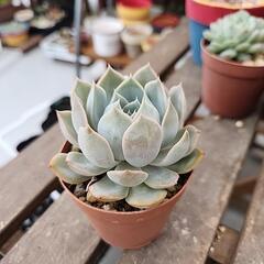 (お話し中)多肉植物　札落ち　１