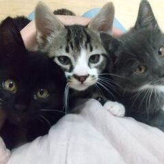 お膝大好き二か月齢３匹兄妹①黒オス、きじ白オス＆グレーメスと一緒に