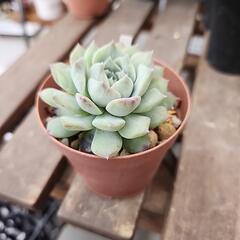 (お話し中)多肉植物　札落ち　２