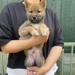 2025年3月27日産まれの柴犬の4兄妹　オーナー様募集中