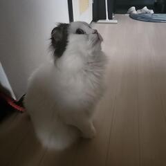 スコティッシュ折れ耳