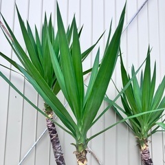 観葉植物　ユッカ　ロックガーデンの画像