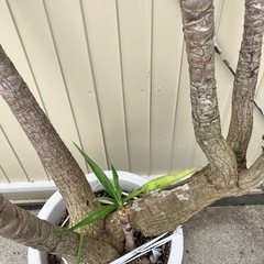 観葉植物　ユッカ　ロックガーデンの画像