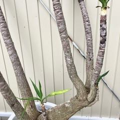 観葉植物　ユッカ　ロックガーデンの画像