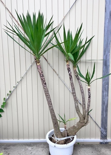 観葉植物　ユッカ　ロックガーデン