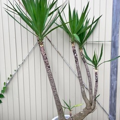 観葉植物　ユッカ　ロックガーデン