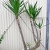 ランキングキーワードに紐づく投稿画像-観葉植物