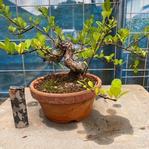 早い物勝ち！マッコウ(ハリツルマサキ)