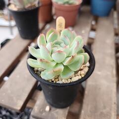 多肉植物　札落ち ４　